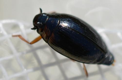 Gyrinus substriatus
